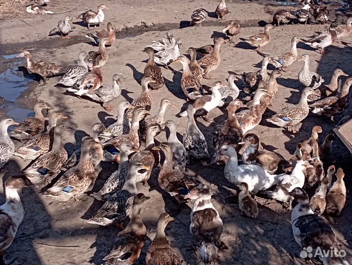 Дикие утки Кряквы