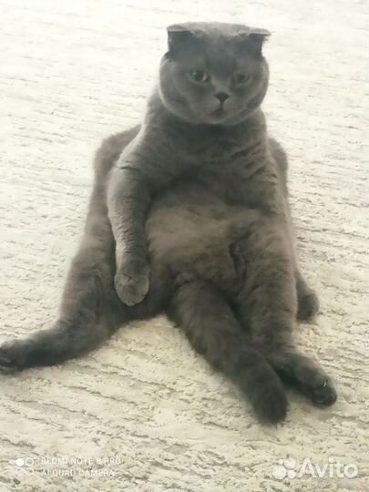 Британский вислоухий кот