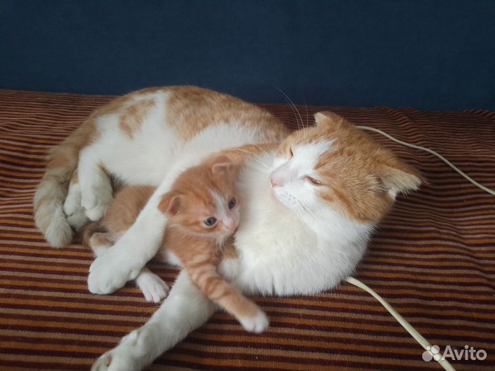 Отдаём котёнка мальчика в добрые руки