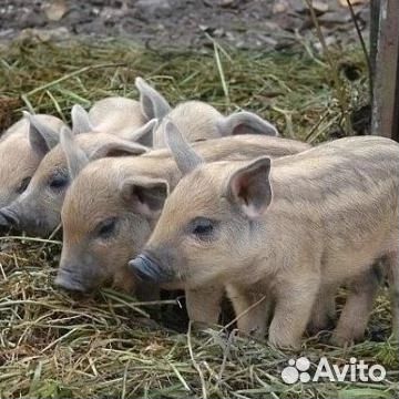 Поросята купить в Тоншаево | Животные и зоотовары | Авито