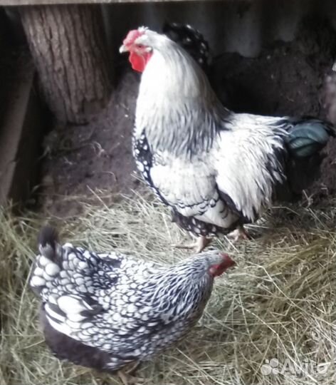 Ия кур разных пород