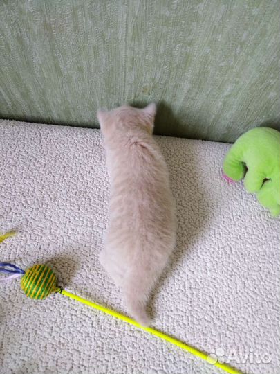 Шотландские малыши