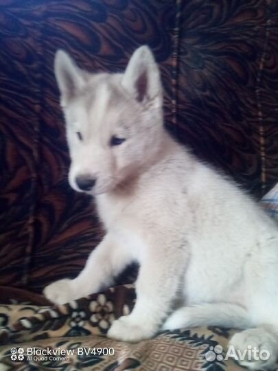 Щенки сибирской хаски