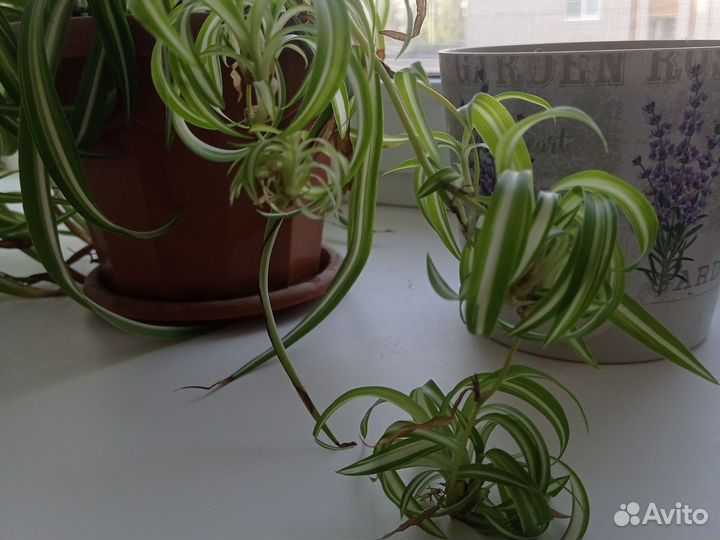 Хлорофитум отростки