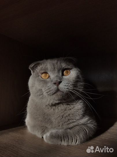 Вязка шотландский кот