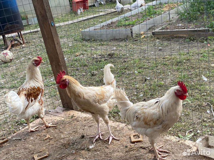 Молодняк птицы