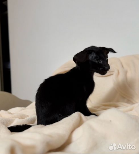 Ориентальные котята экстрим