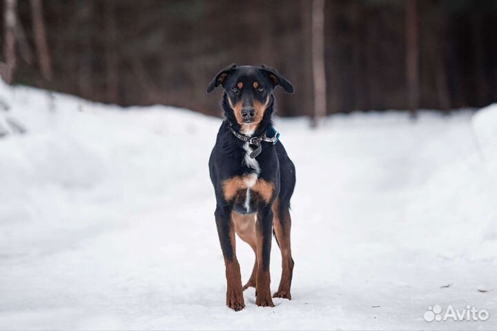 Собака в добрые руки
