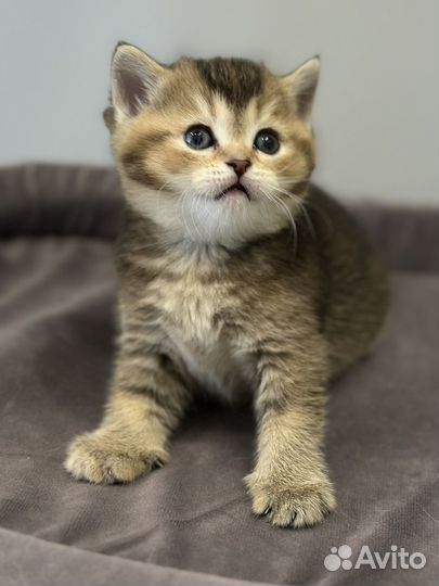 Шотландская девочка