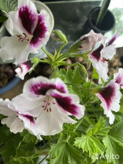 Герань королевская,бальзамин махровый