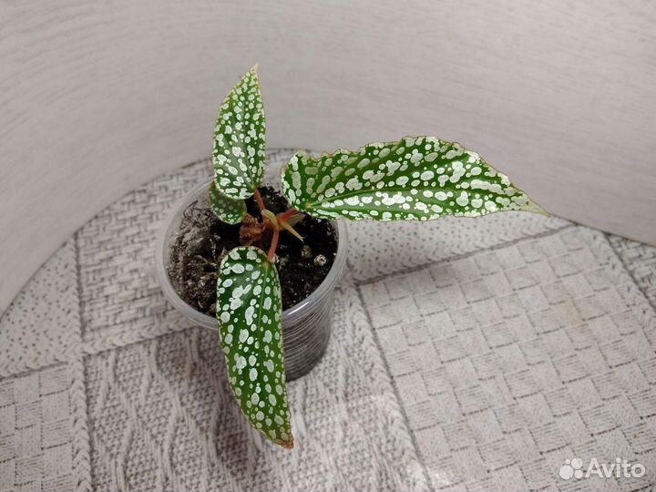 Бегонии кейн (тростниковые) и другие