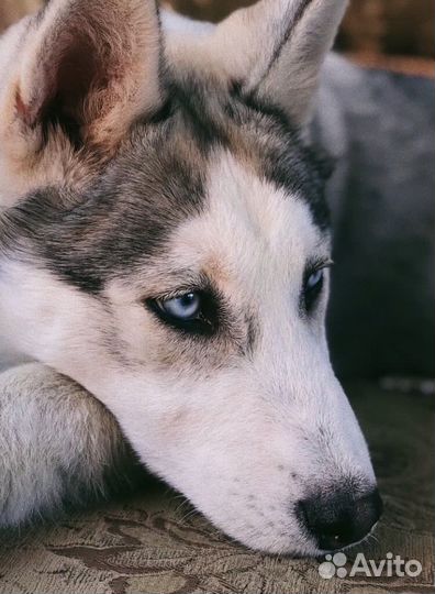 Кинолог, Дрессировка собак, Воспитание щенка