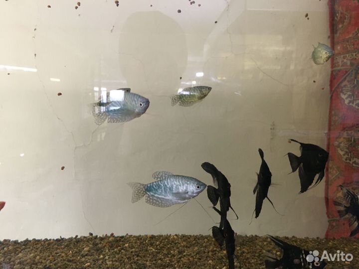 Аквариумные рыбки
