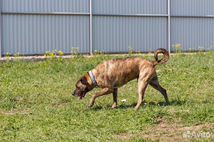 Отдаю метиса боксера Тая в добрые руки