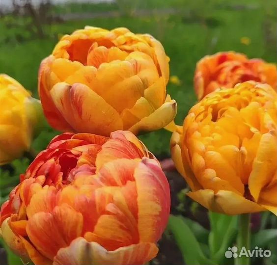 Луковицы тюльпанов
