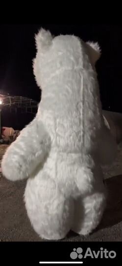 Медведь большой