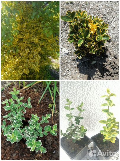 Бересклет в ассортименте