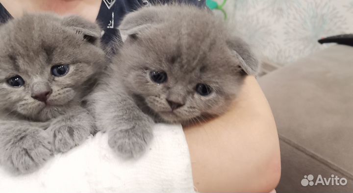 Шотландские котята