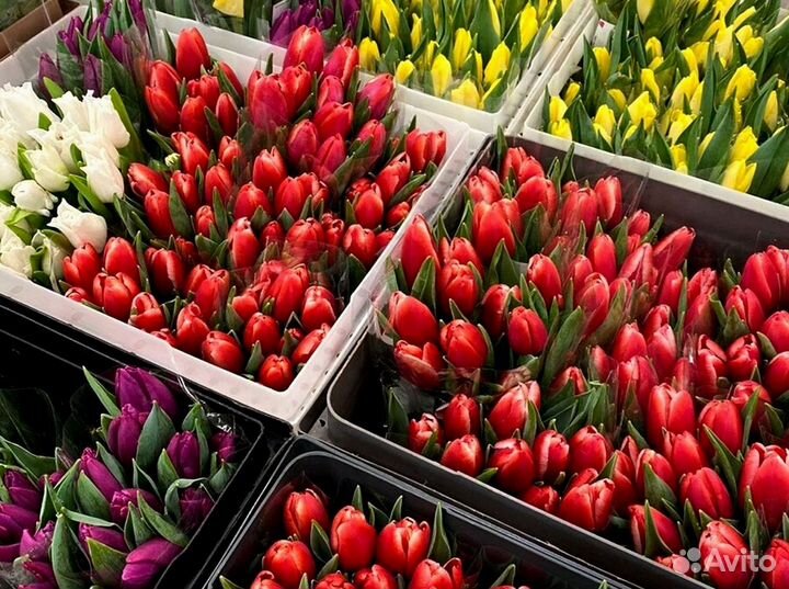 Тюльпаны оптом розовые и другие