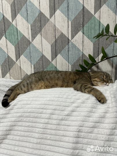 Кошечка ищет жениха