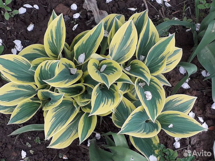 Анемона Хоста Папоротник