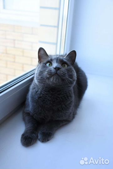 Котик в добрые руки