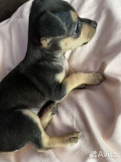 Тойтерьеры