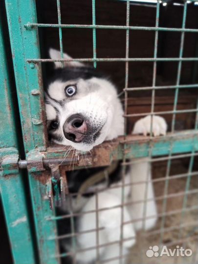 Собаки из приюта ждут вас