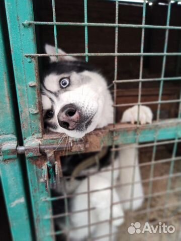 Собаки из приюта ждут вас