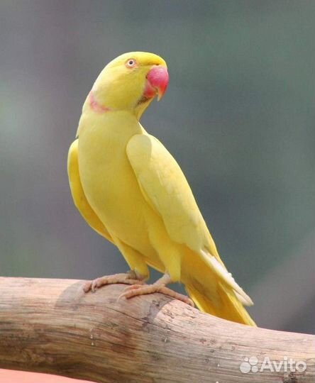 Кольчатый Ожереловый желтый