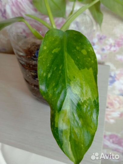 Филодендрон белый мрамор
