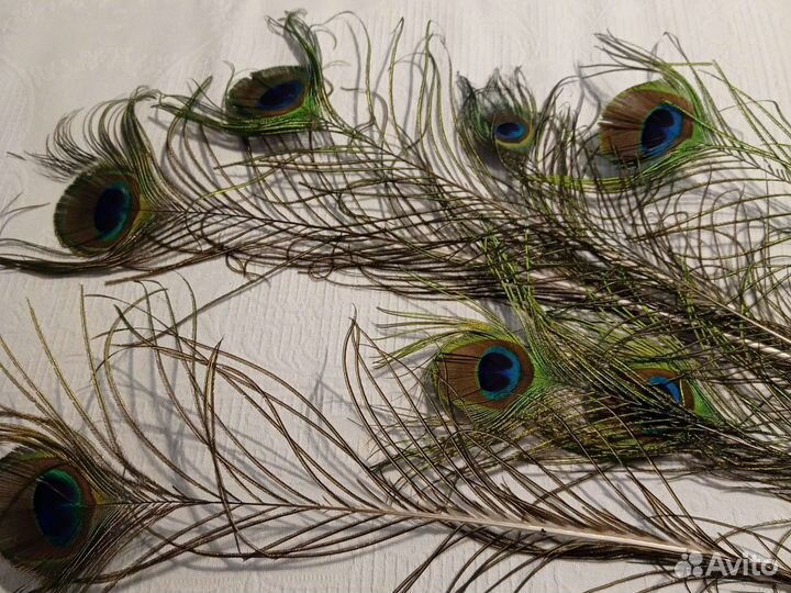 Павлиньи перья