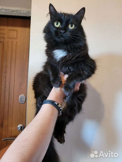 Кошка молодая в добрые руки