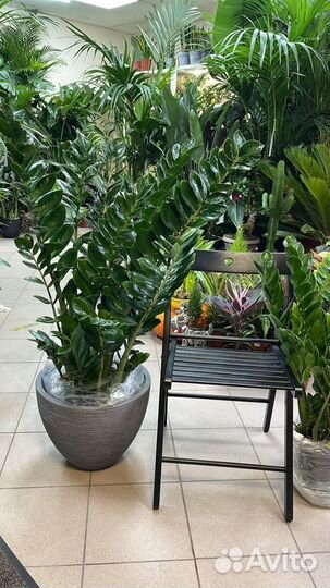 Замиокулькас Н110см