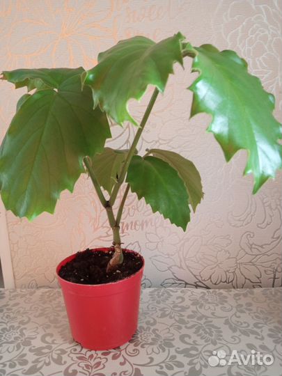 Тетрастигма