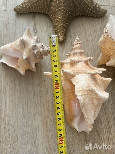 Ракушки морские и звезда