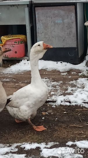 Холмогорские гуси