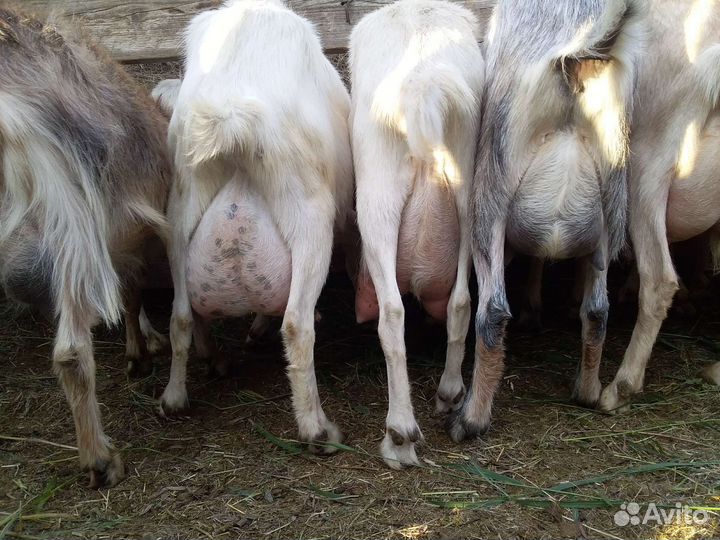 Зааненские и альпийские козы