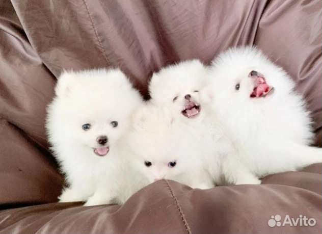 Щенки померанского шпица