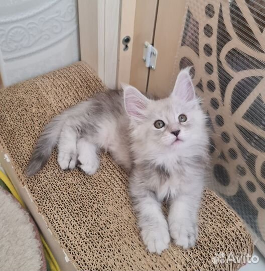 Котенок мейкун серебряная девочка