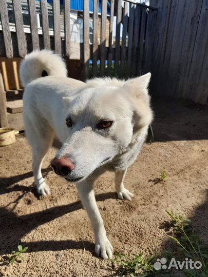 Случка Лайки (девочка)