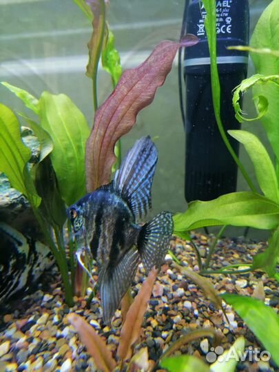 Рыбки скалярии