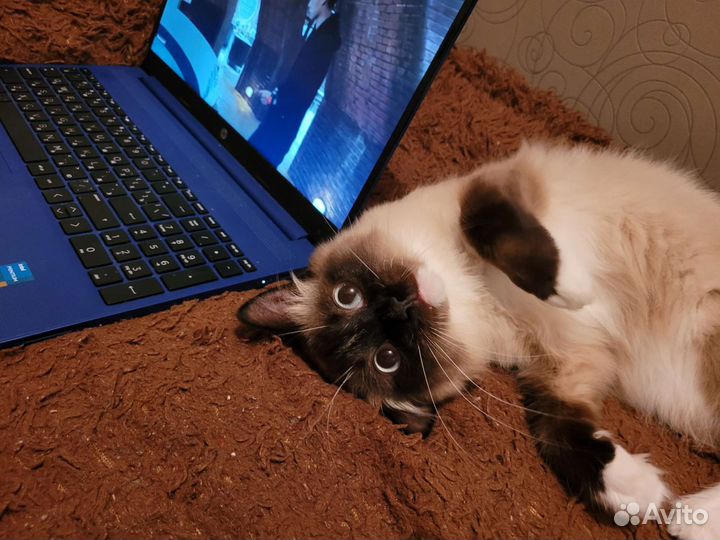 Сиамский котик