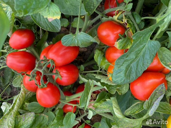 Помидоры оптом