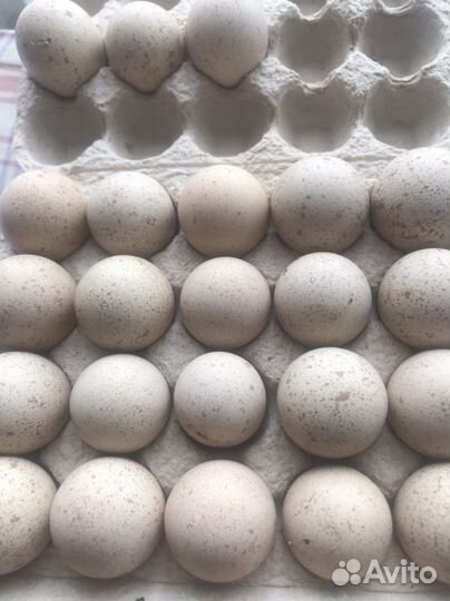 Кеклики и инкубационное яйцо