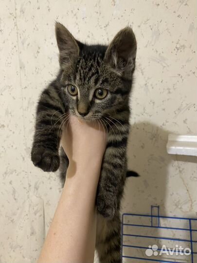 Котята в добрые руки приучены к лотку