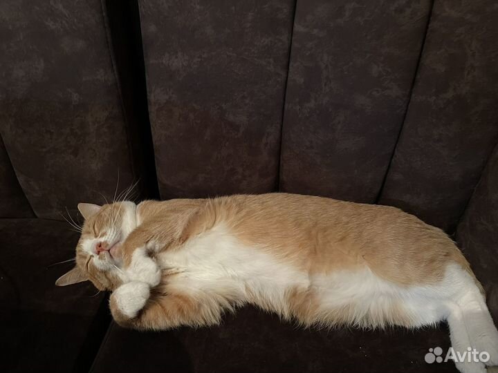 Кот в добрые руки