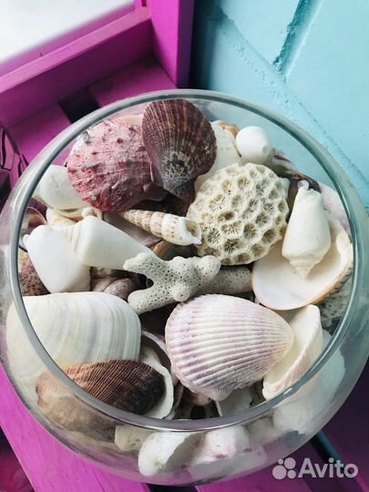 Морские ракушки раковины