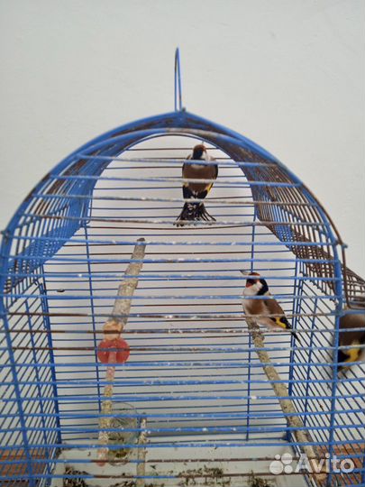 Певчие лесные птицы