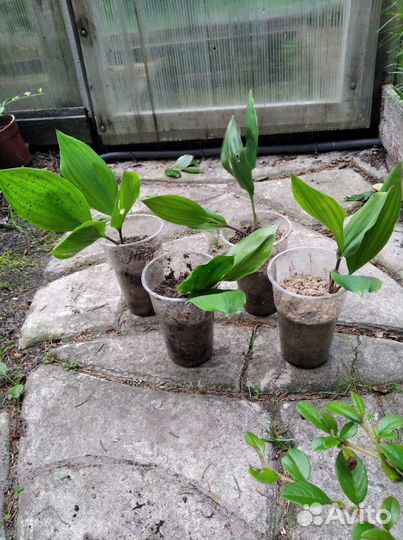 Почвокровные,ползучие, ракитник, флокс шиловидный